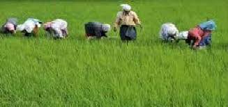 Kisan Bill 2020: लोकसभा में पास हुआ कृषि संबंधित बिल, जानें क्या है ये  विधेयक और